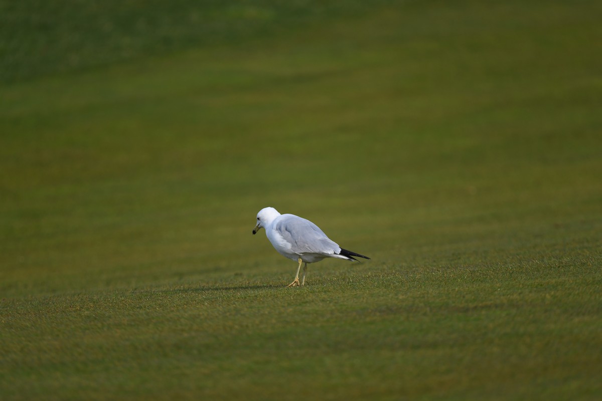 Ring-billed Gull - ML617244129