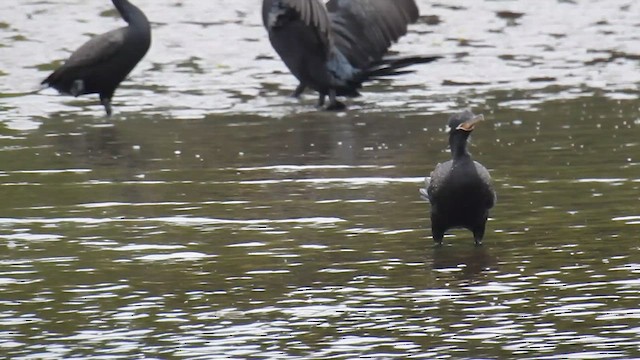 Neotropic Cormorant - ML617244134