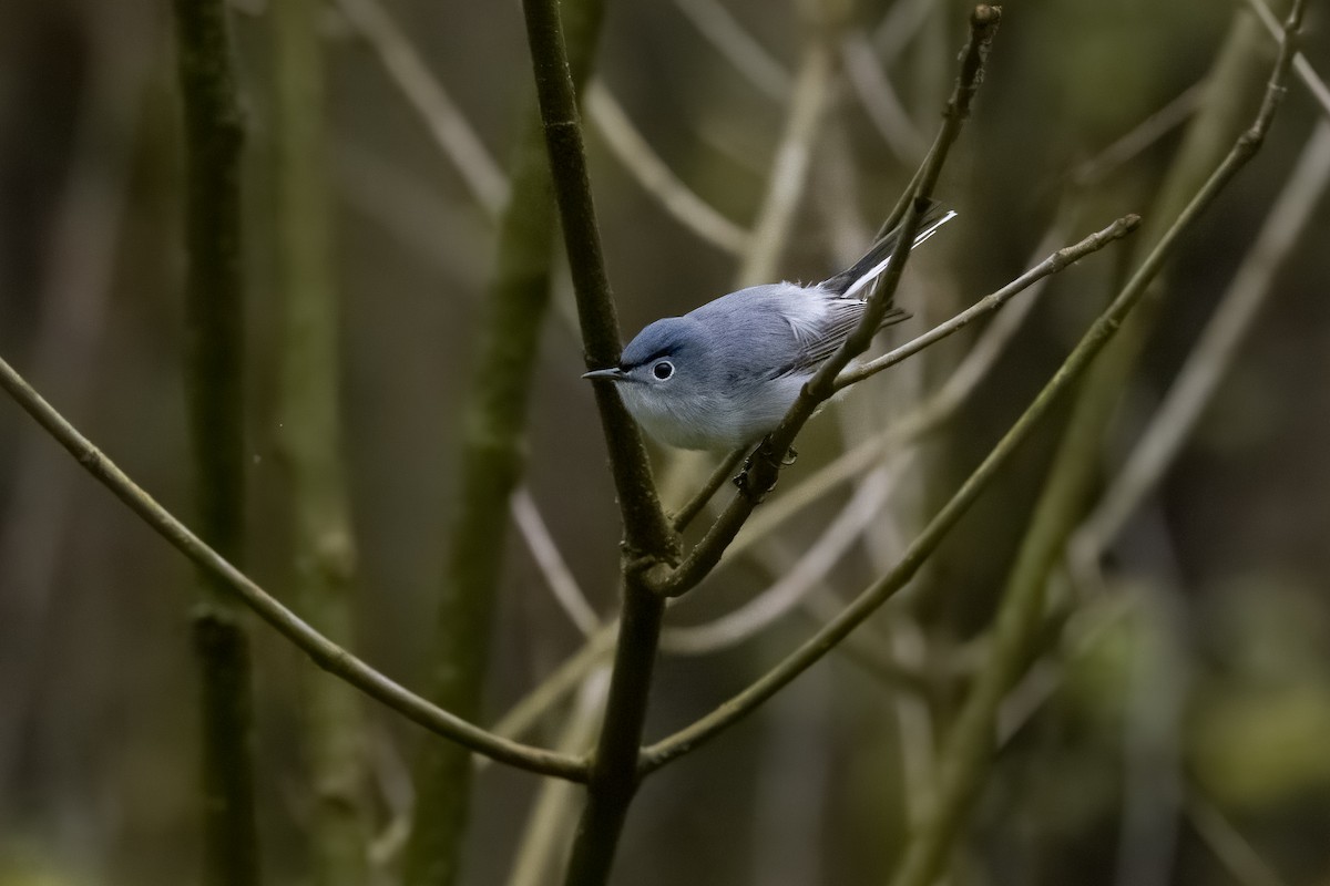 Blue-gray Gnatcatcher - ML617244136