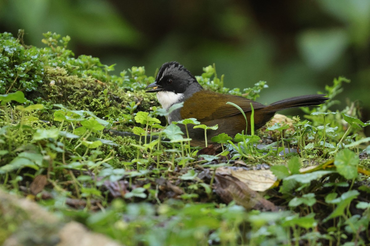 Gray-browed Brushfinch - Roberto Cedeño