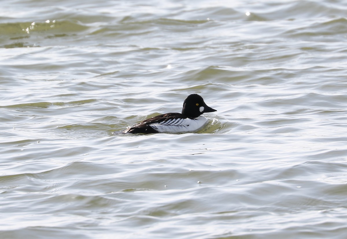 Common Goldeneye - Tom Beeke