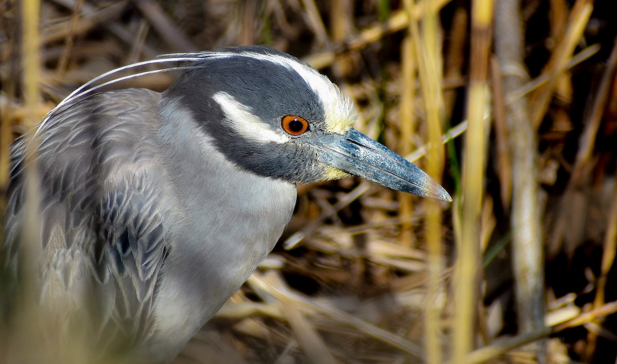 kvakoš žlutočelý - ML617244181