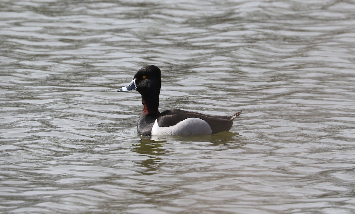 Ring-necked Duck - ML617244239