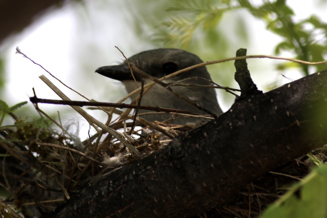 Western Kingbird - ML617244271