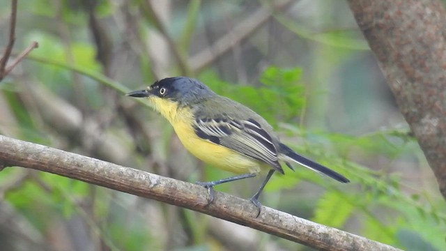 Common Tody-Flycatcher - ML617244330