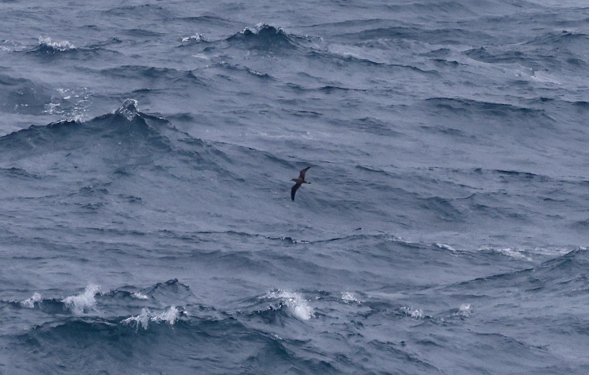 Cory's Shearwater - ML617244377