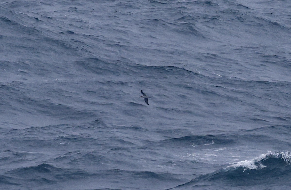 Cory's Shearwater - ML617244380