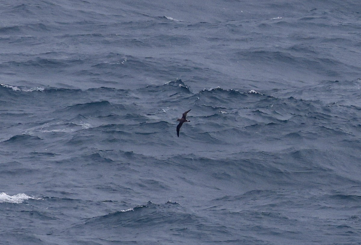 Cory's Shearwater - ML617244382