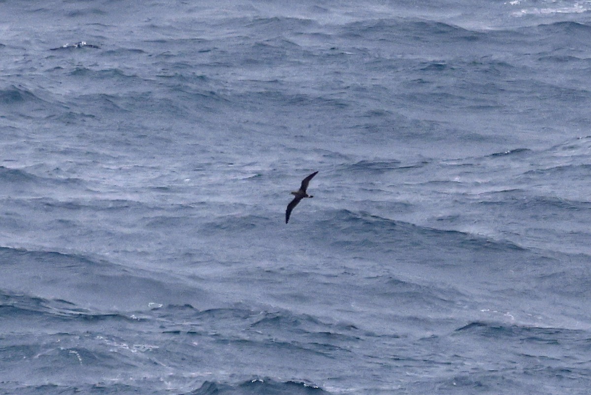 Cory's Shearwater - ML617244390