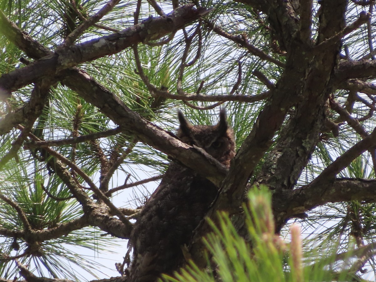 Great Horned Owl - ML617244412