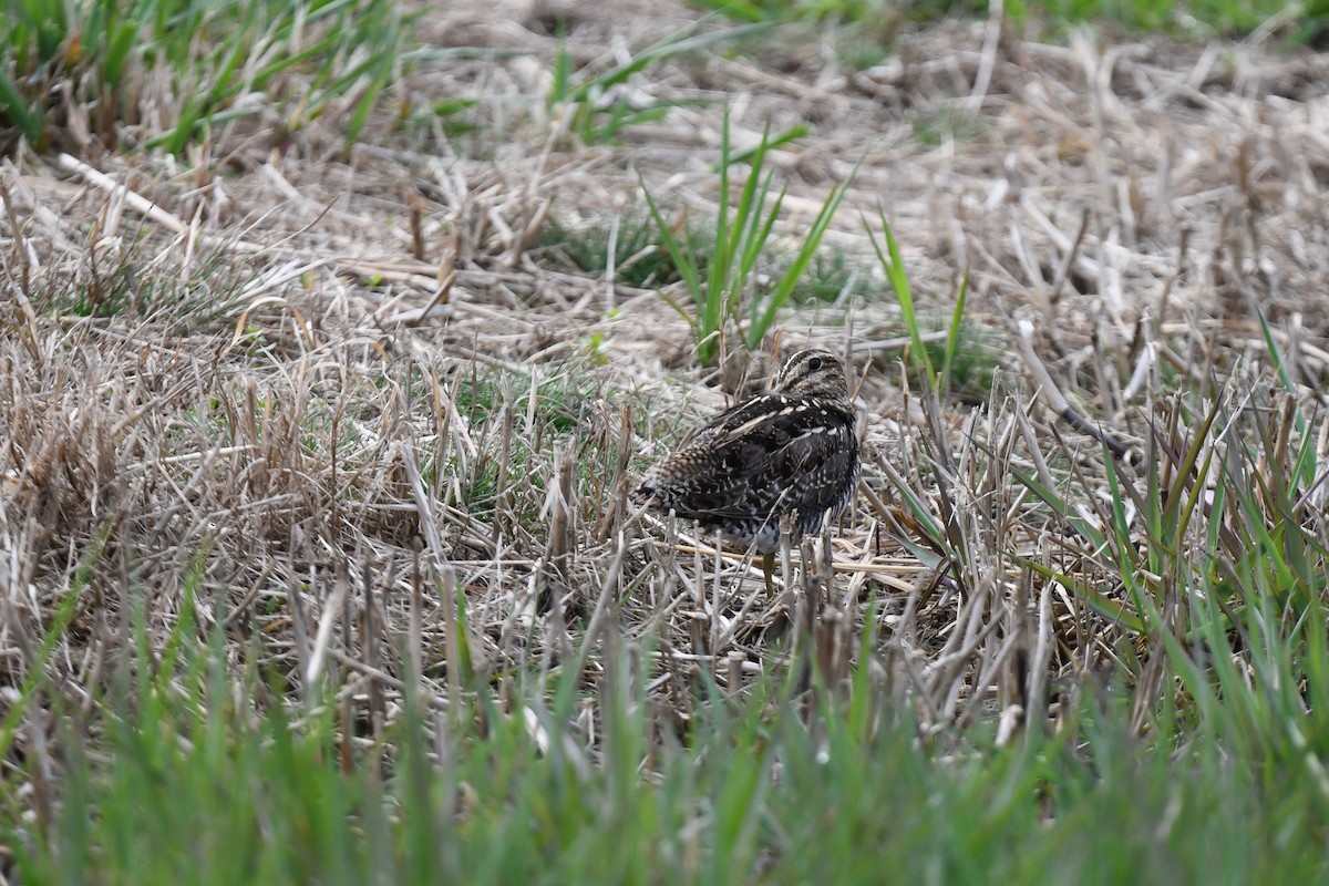 Wilson's Snipe - ML617244416