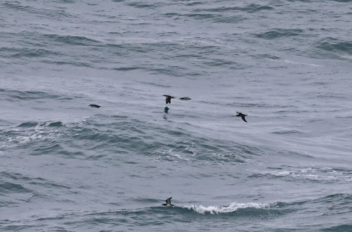 Manx Shearwater - ML617244424