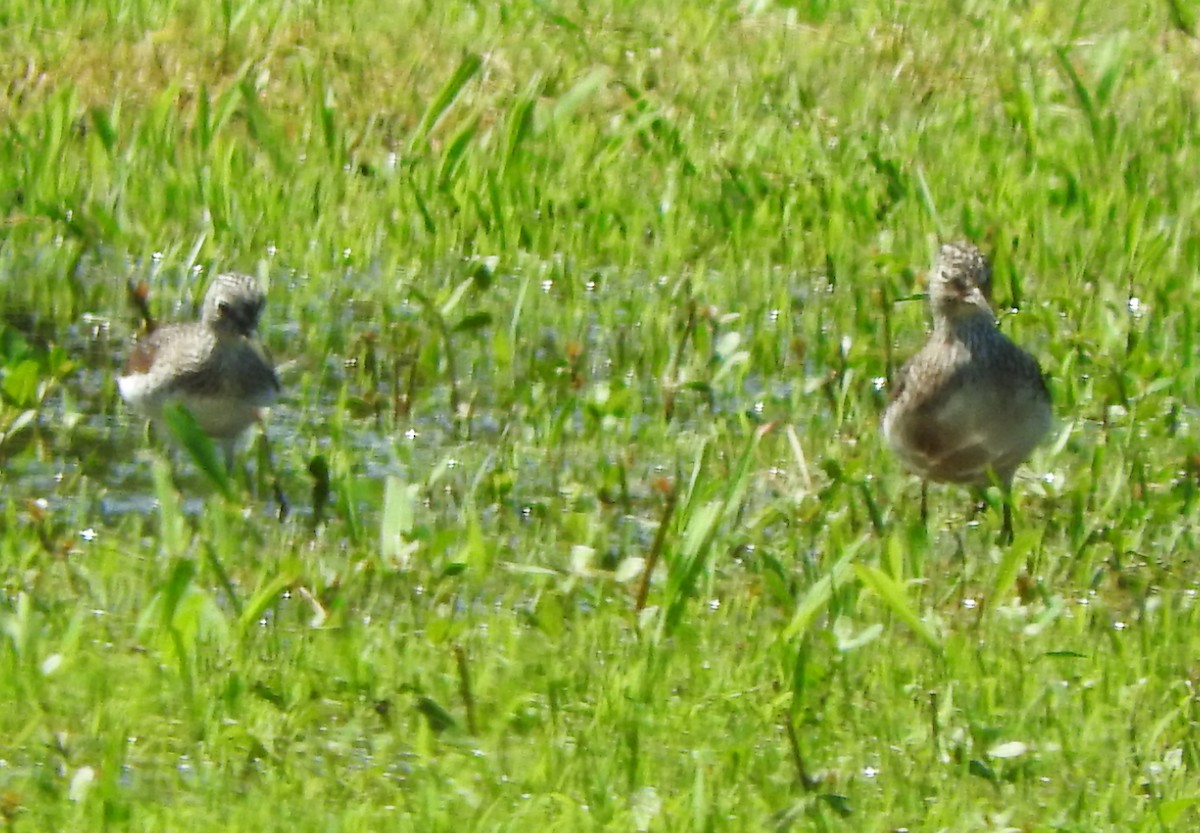 Solitary Sandpiper - ML617244440