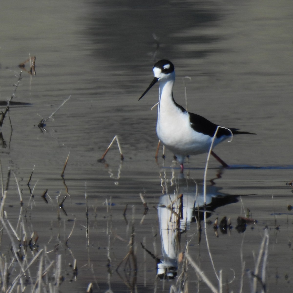 Black-necked Stilt - ML617244445