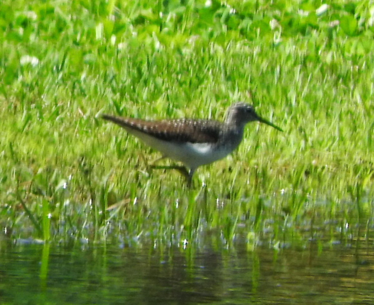 Solitary Sandpiper - ML617244448