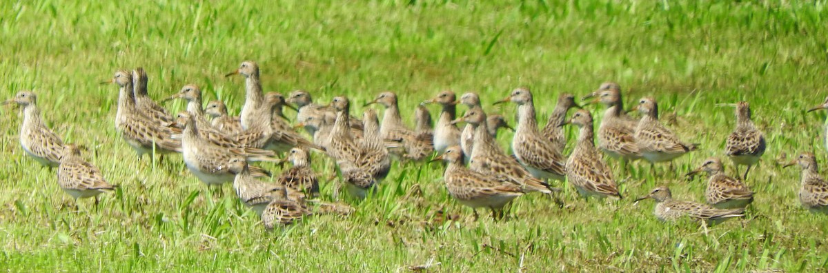 Graubrust-Strandläufer - ML617244467