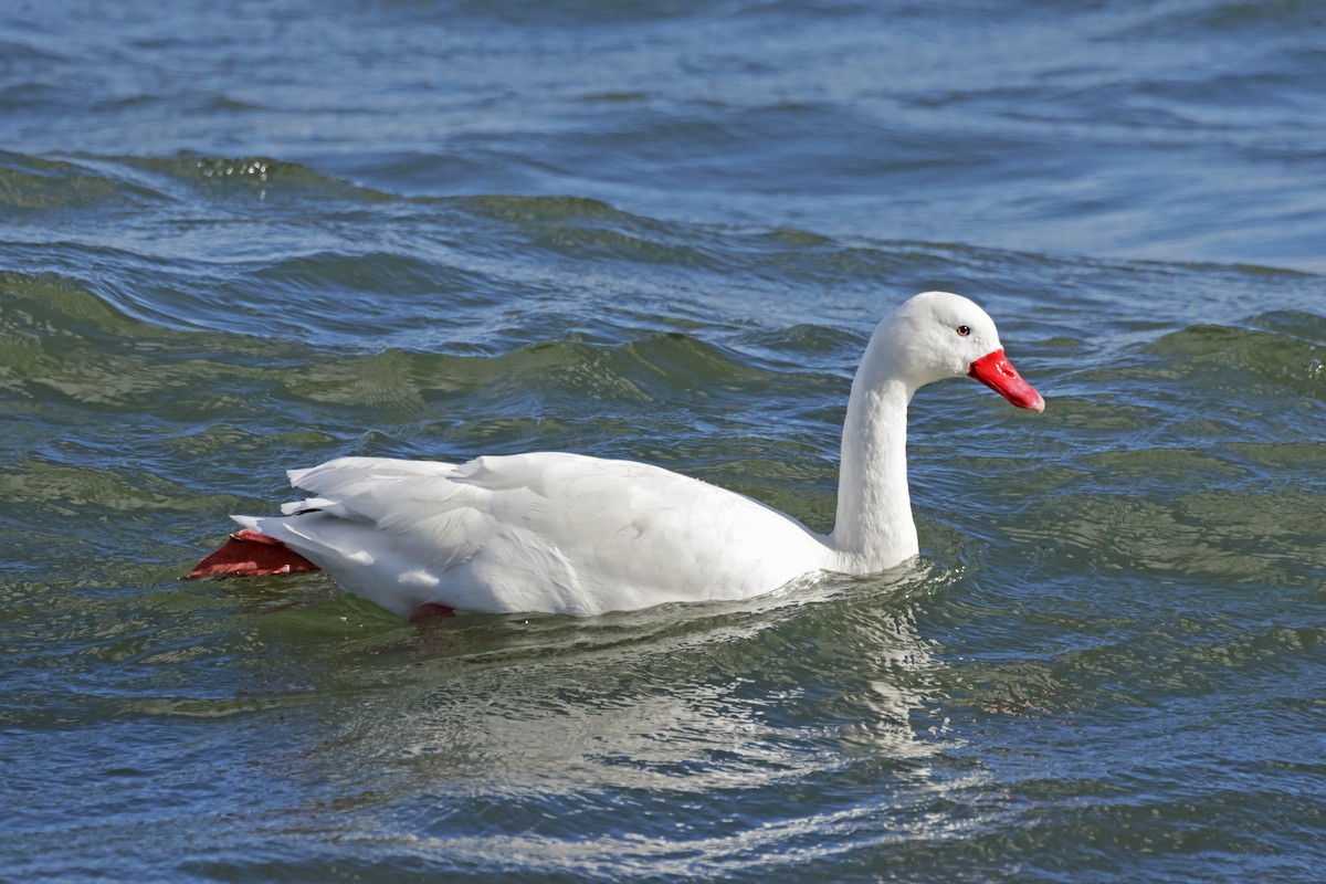 Coscoroba Swan - ML617244481