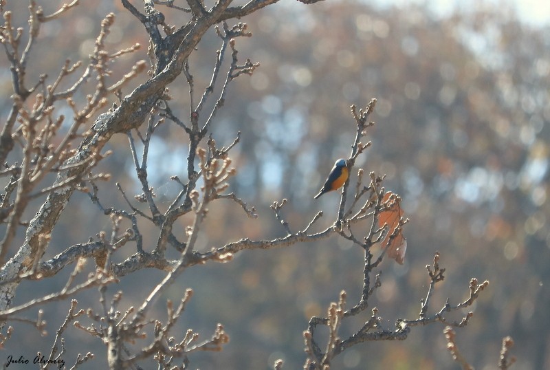 Elegant Euphonia - Julio Alejandro Alvarez Ruiz