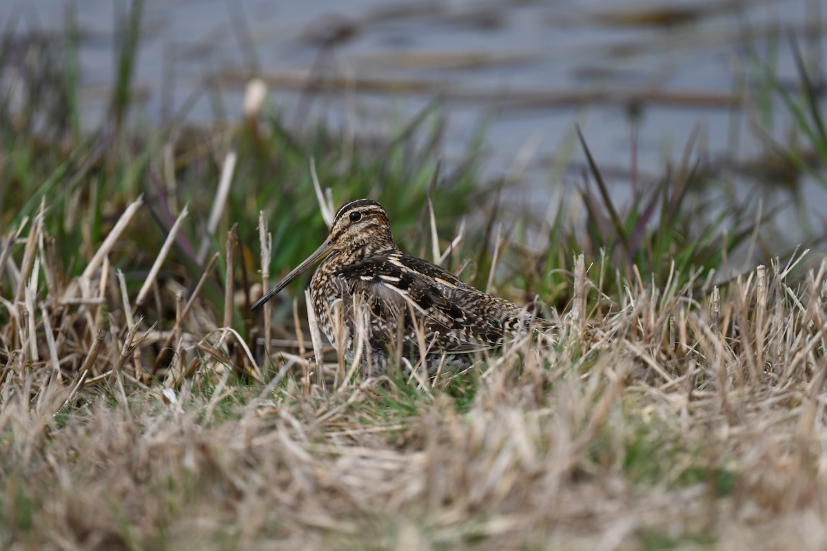 Wilson's Snipe - ML617244486