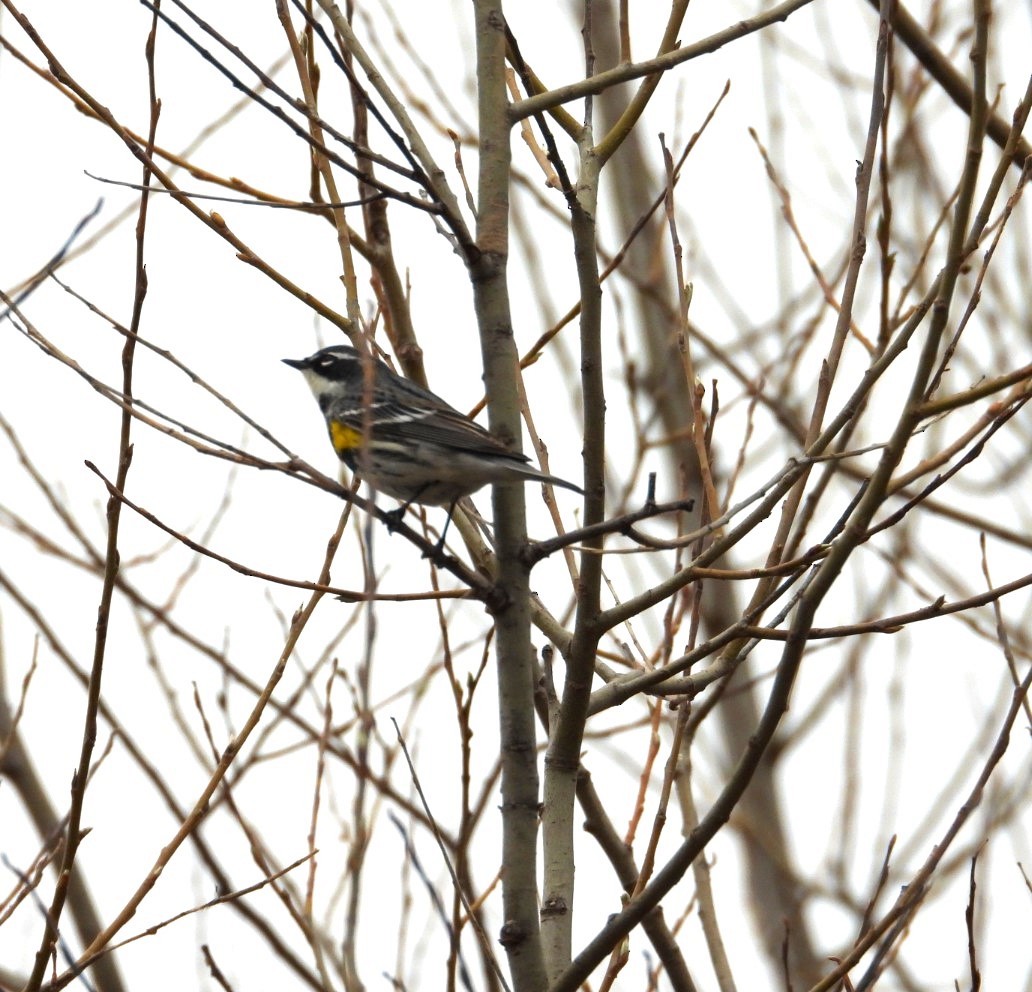 Yellow-rumped Warbler - Terry Ansel