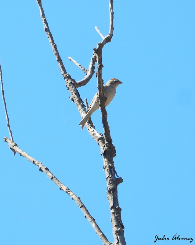 Chipping Sparrow - ML617244511