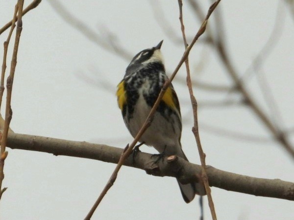 Yellow-rumped Warbler - Terry Ansel