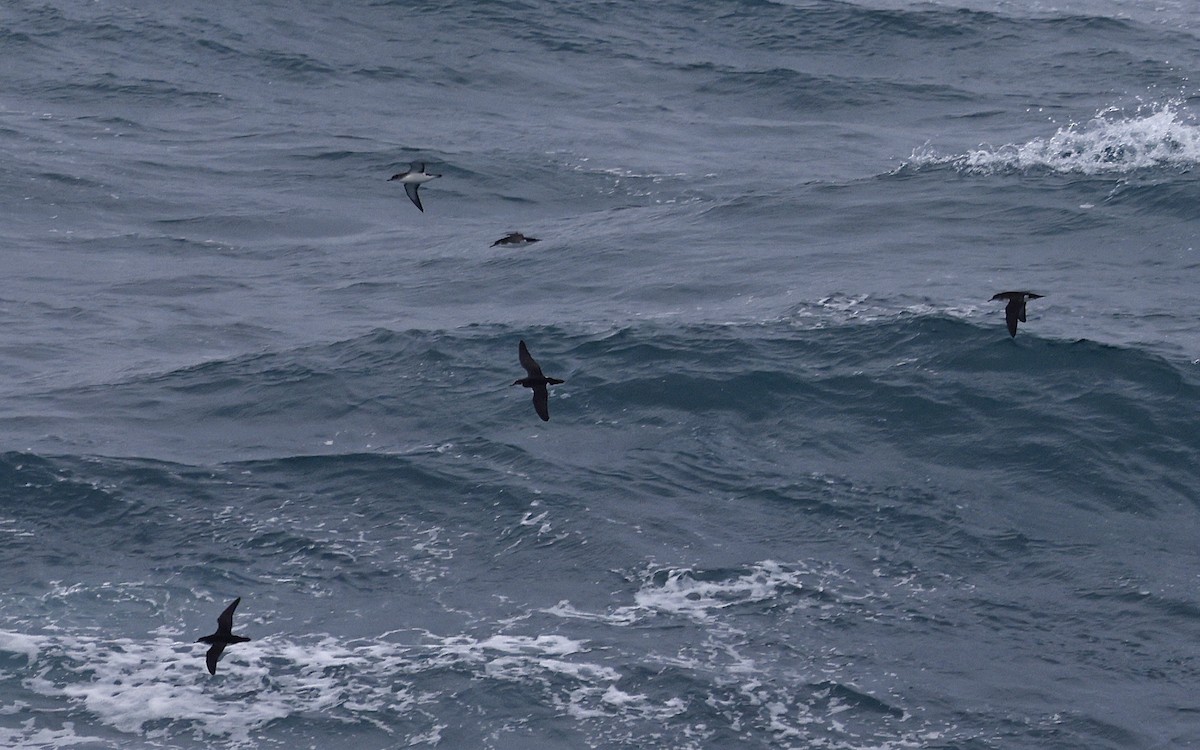 Manx Shearwater - ML617244525