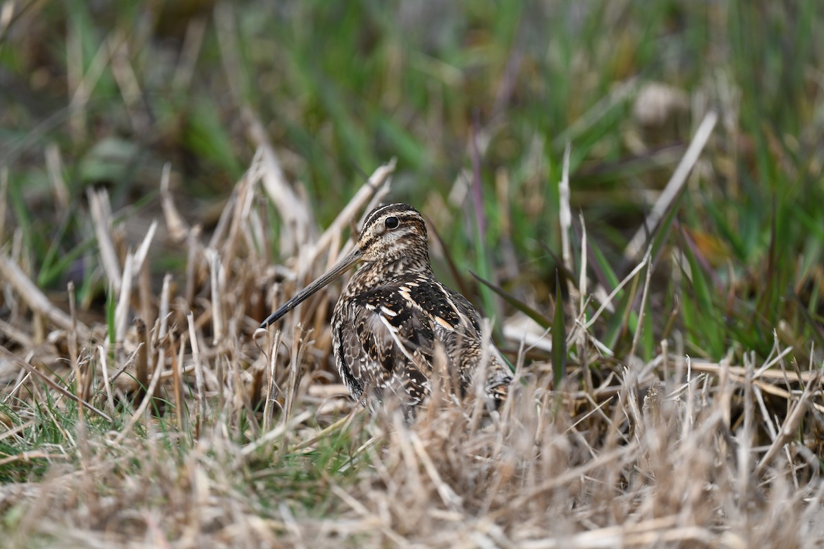 Wilson's Snipe - ML617244540