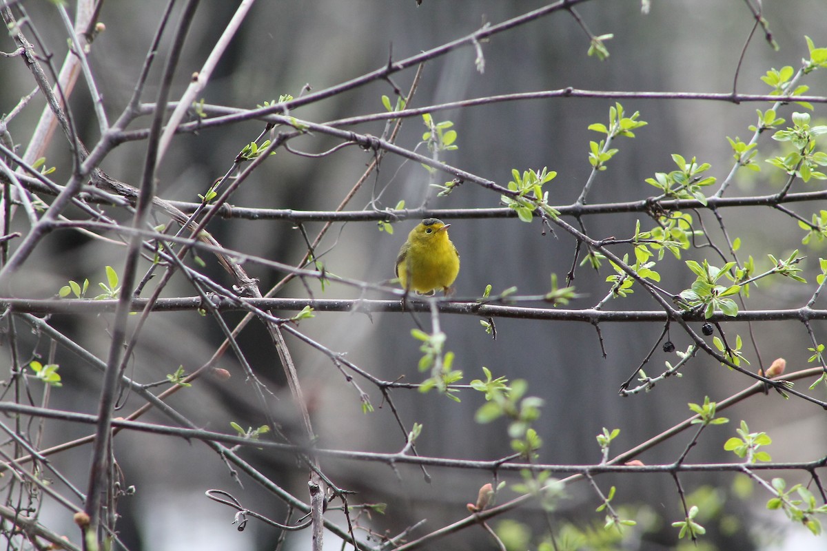 Wilson's Warbler - ML617244608
