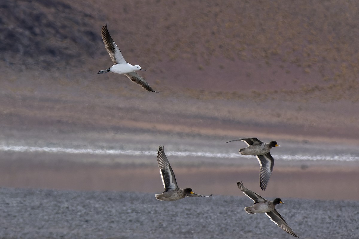 Andean Avocet - Silvio Montani