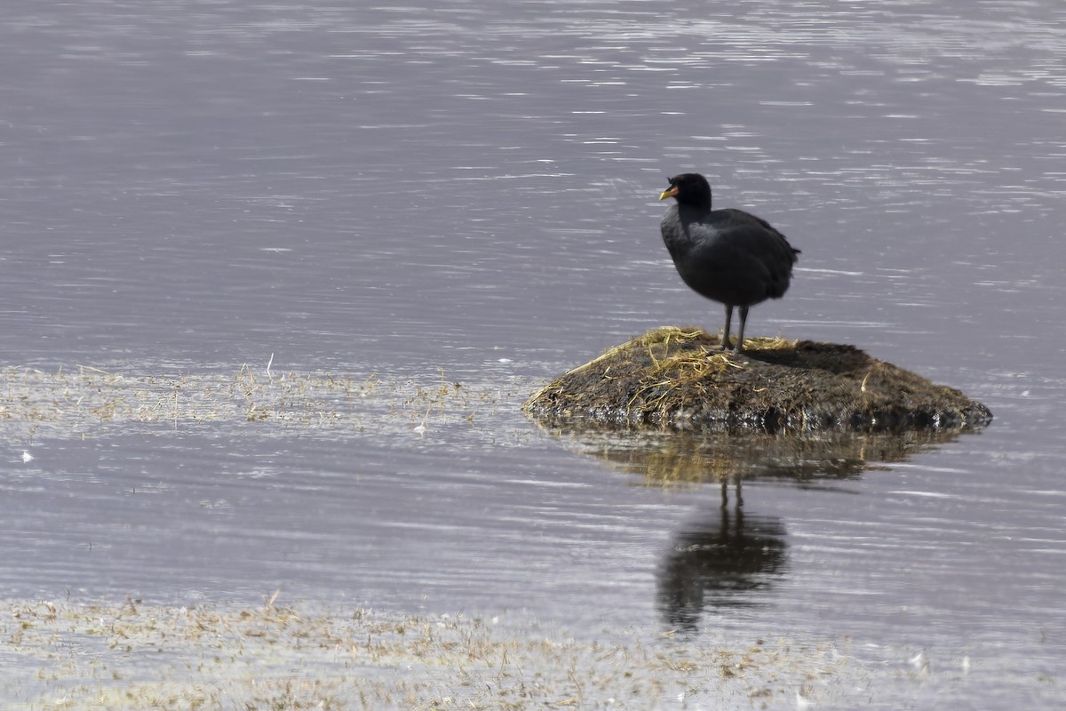 Horned Coot - ML617244614