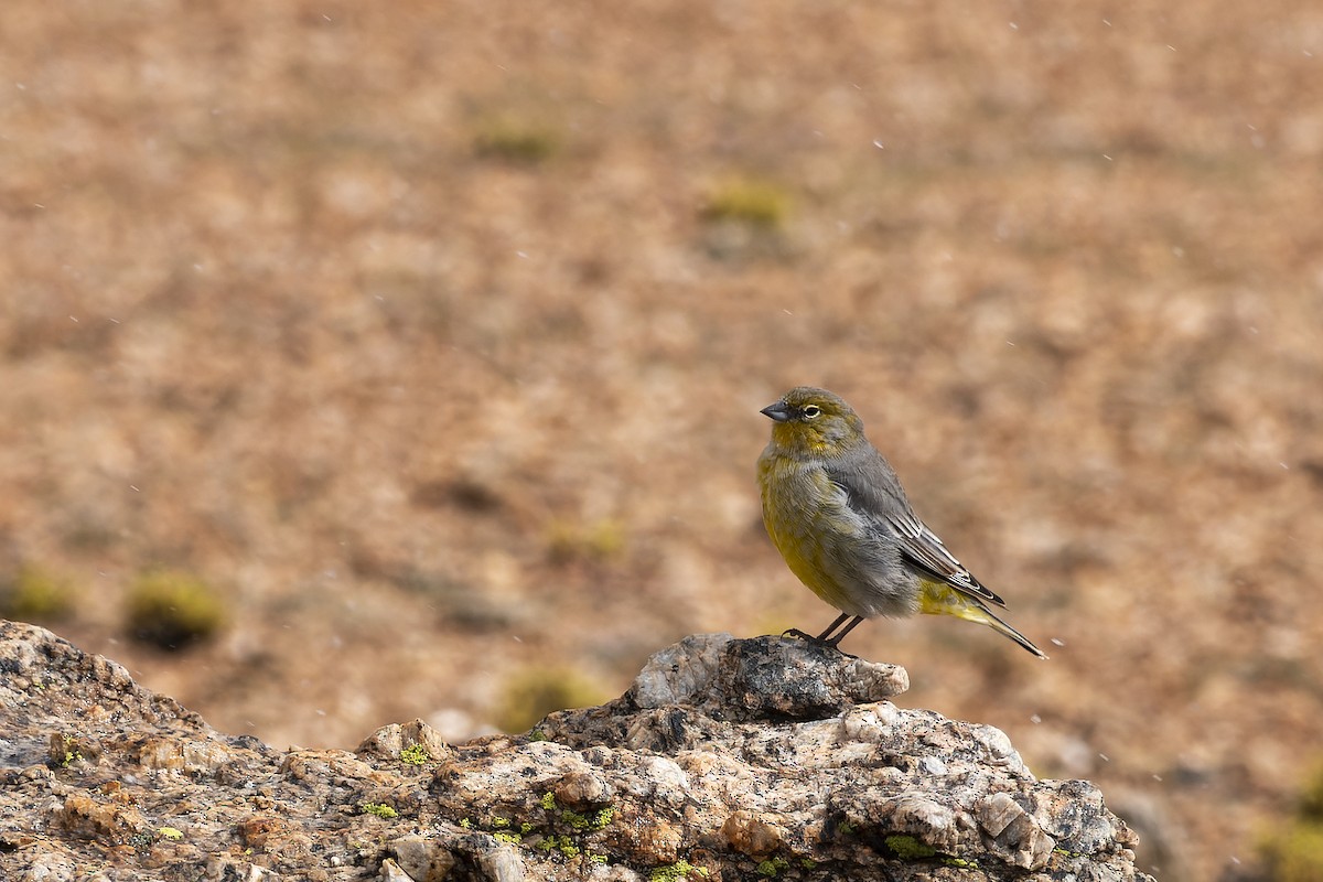 Bright-rumped Yellow-Finch - ML617244619