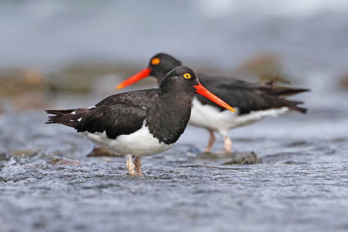 Magellanic Oystercatcher - ML617244650