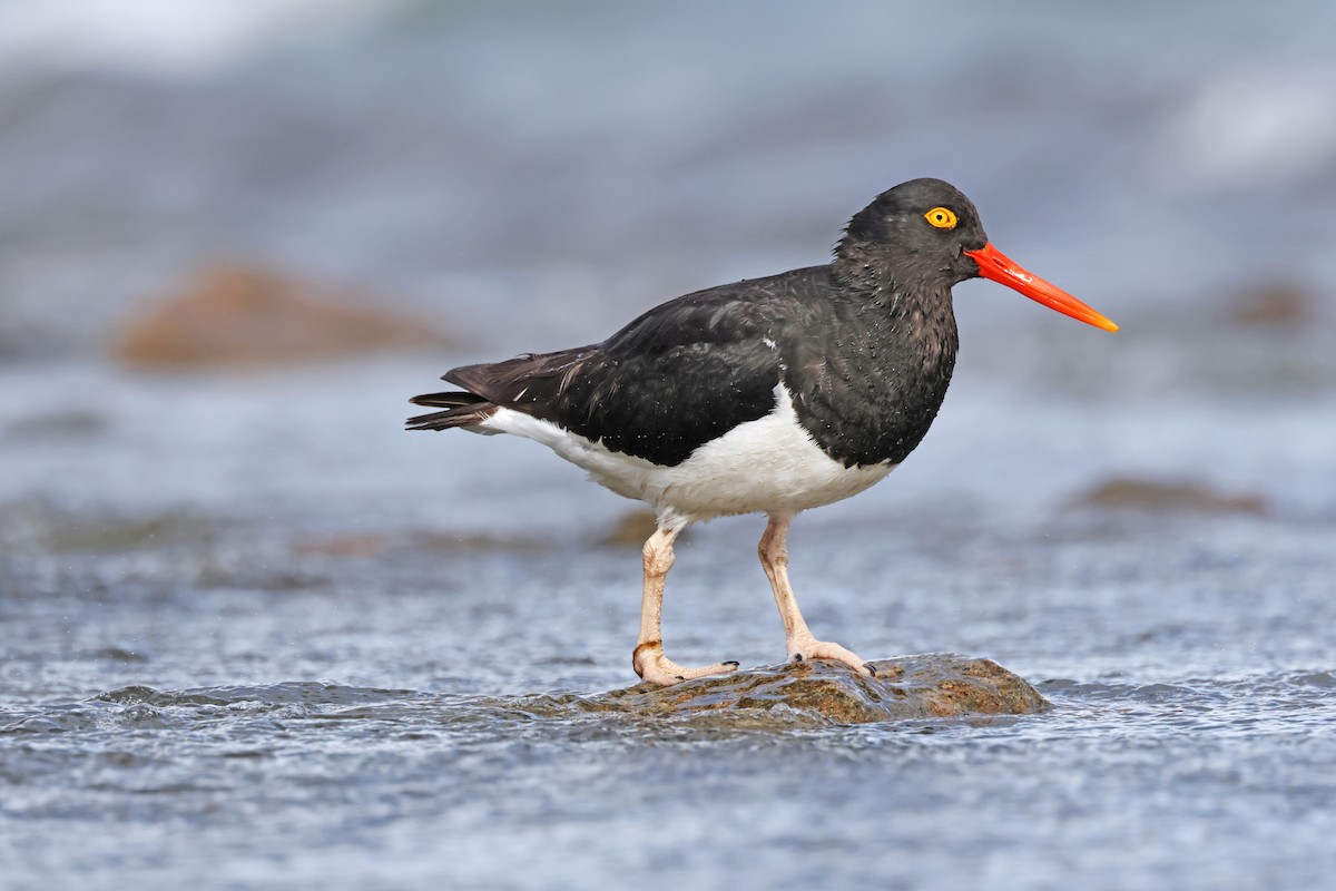 Magellanic Oystercatcher - ML617244663