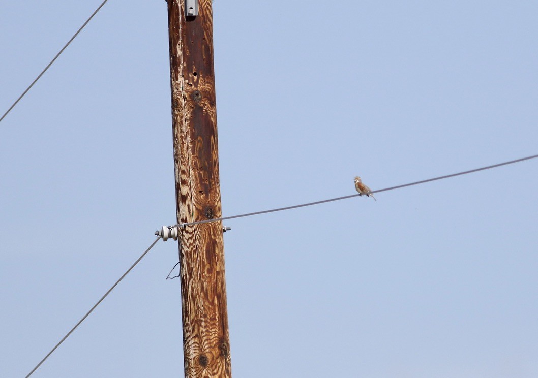 Dickcissel - Brian Quindlen