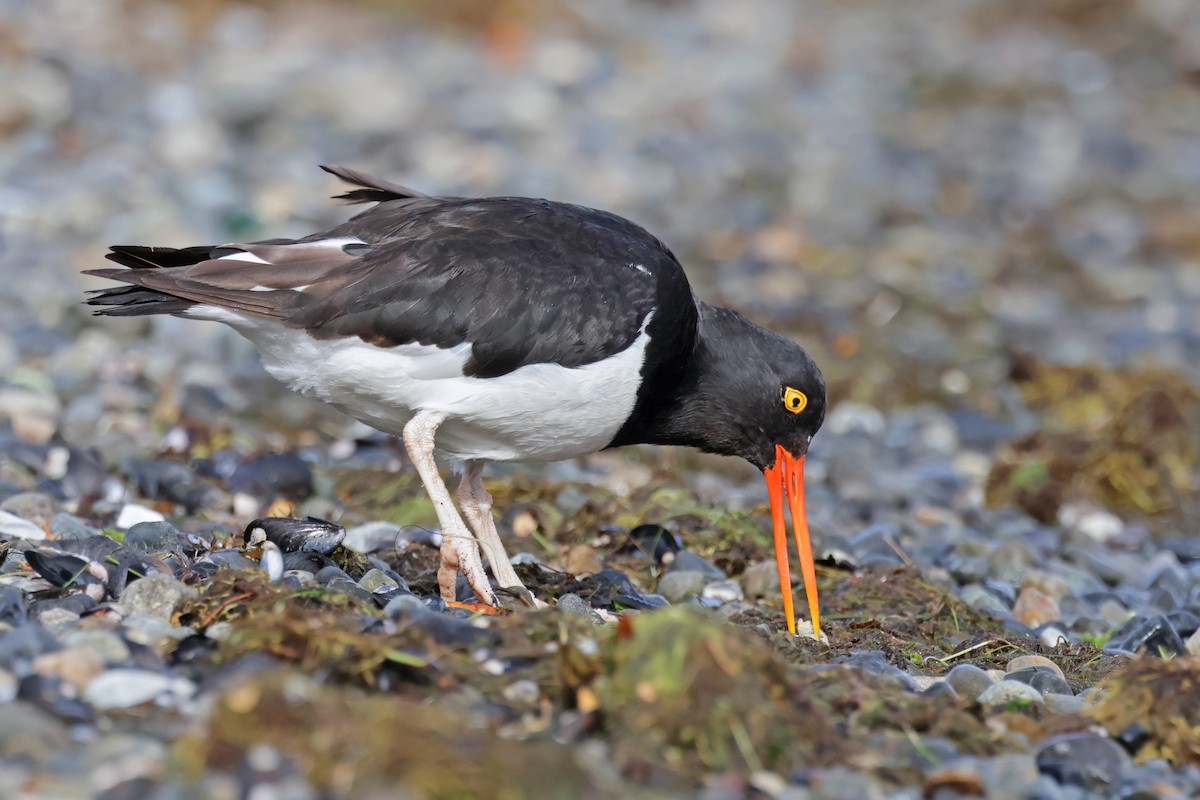 Magellanic Oystercatcher - ML617244675