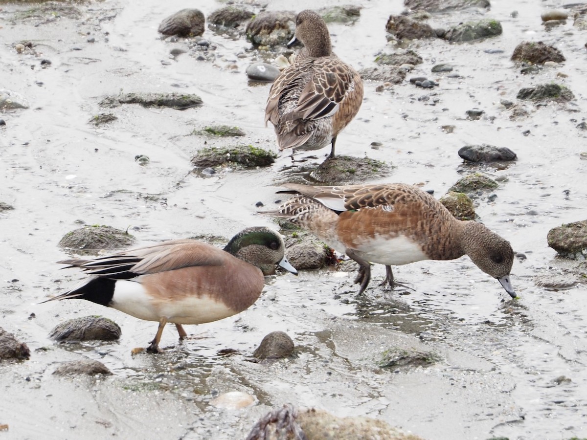 American Wigeon - ML617244678