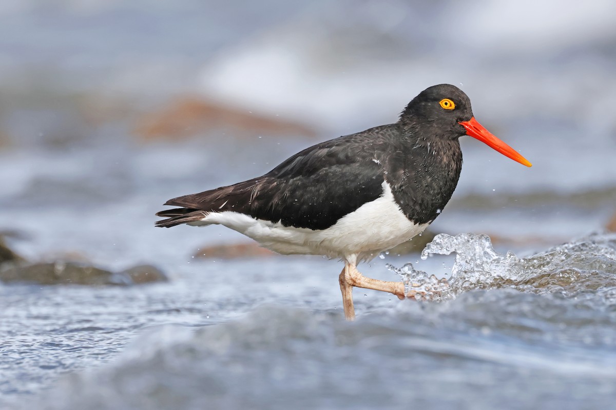 Magellanic Oystercatcher - ML617244683