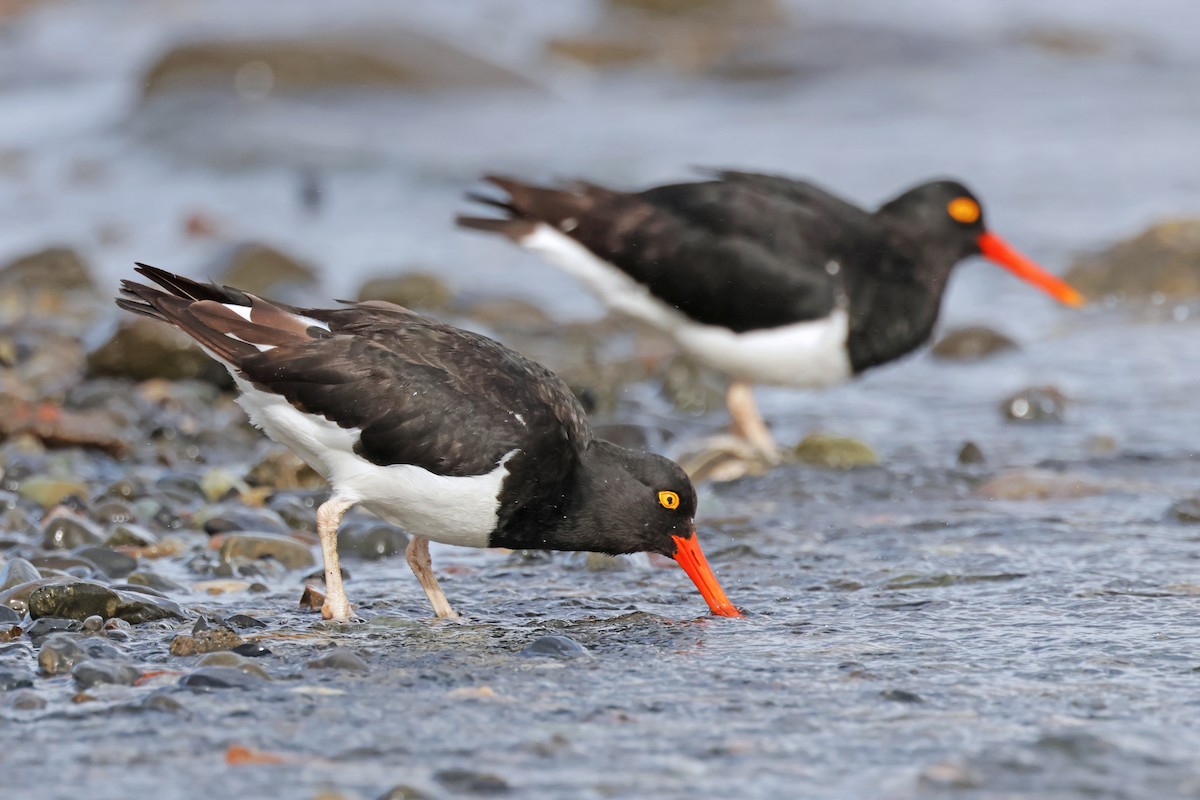 Magellanic Oystercatcher - ML617244685