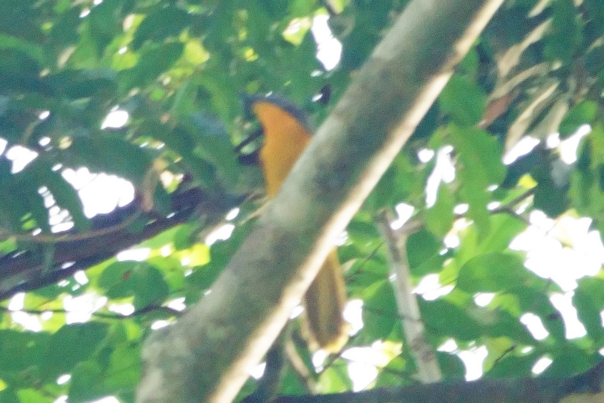 Lagden's Bushshrike (Lagden's) - ML617244691