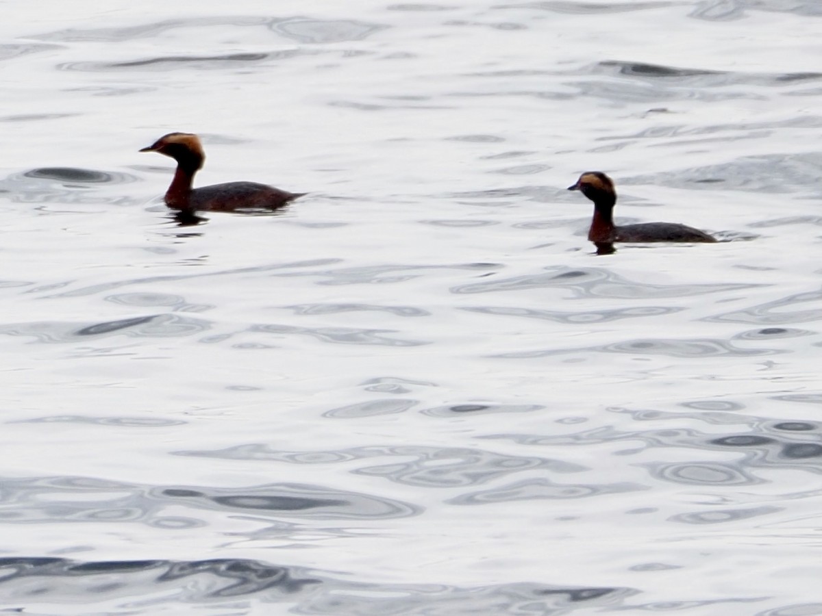 Horned Grebe - ML617244693