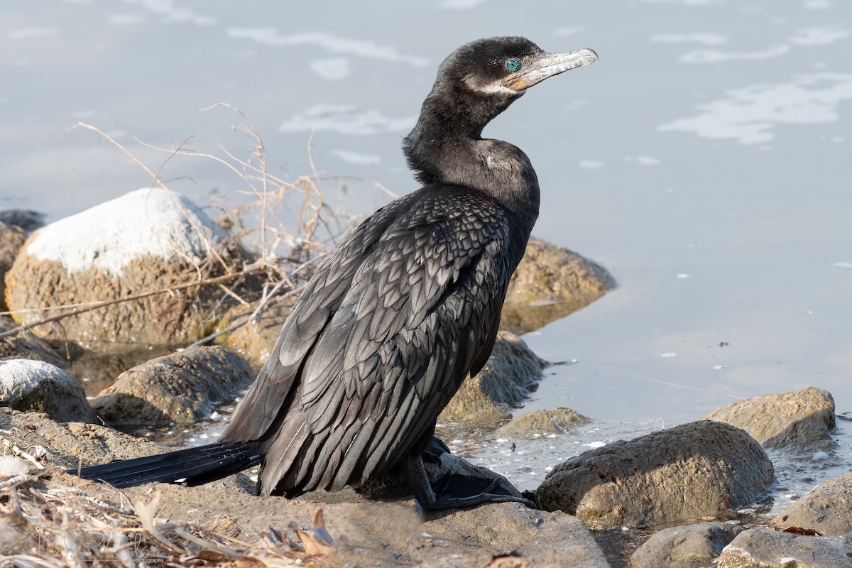 Cormorán Biguá - ML617244737