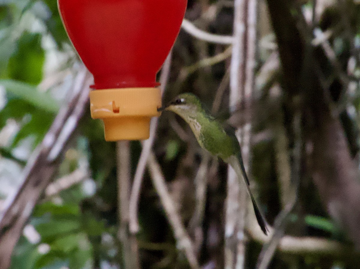 kolibřík podivuhodný - ML617244791