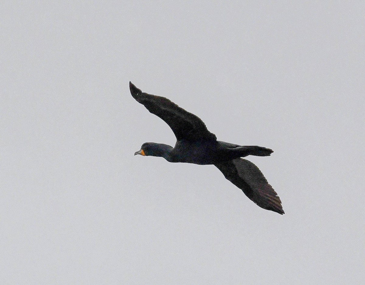 Double-crested Cormorant - ML617244804