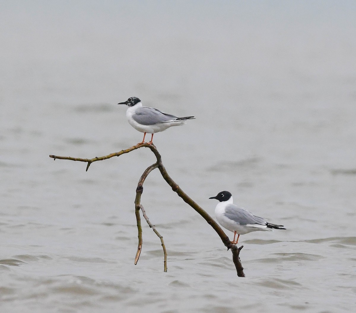 Bonaparte's Gull - ML617244821