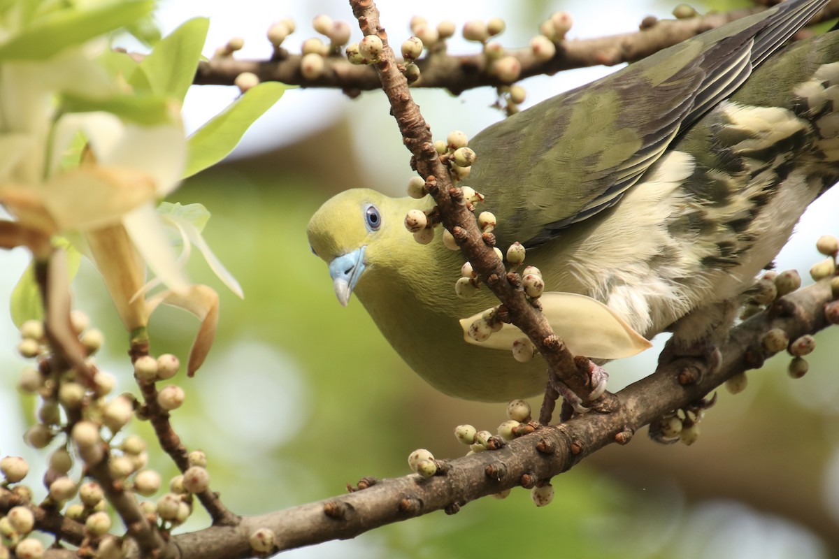 White-bellied Green-Pigeon - ML617244902