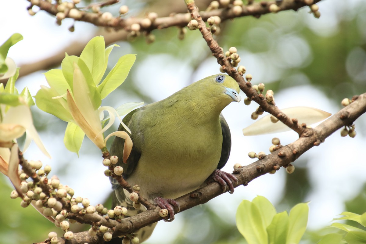 White-bellied Green-Pigeon - ML617244903