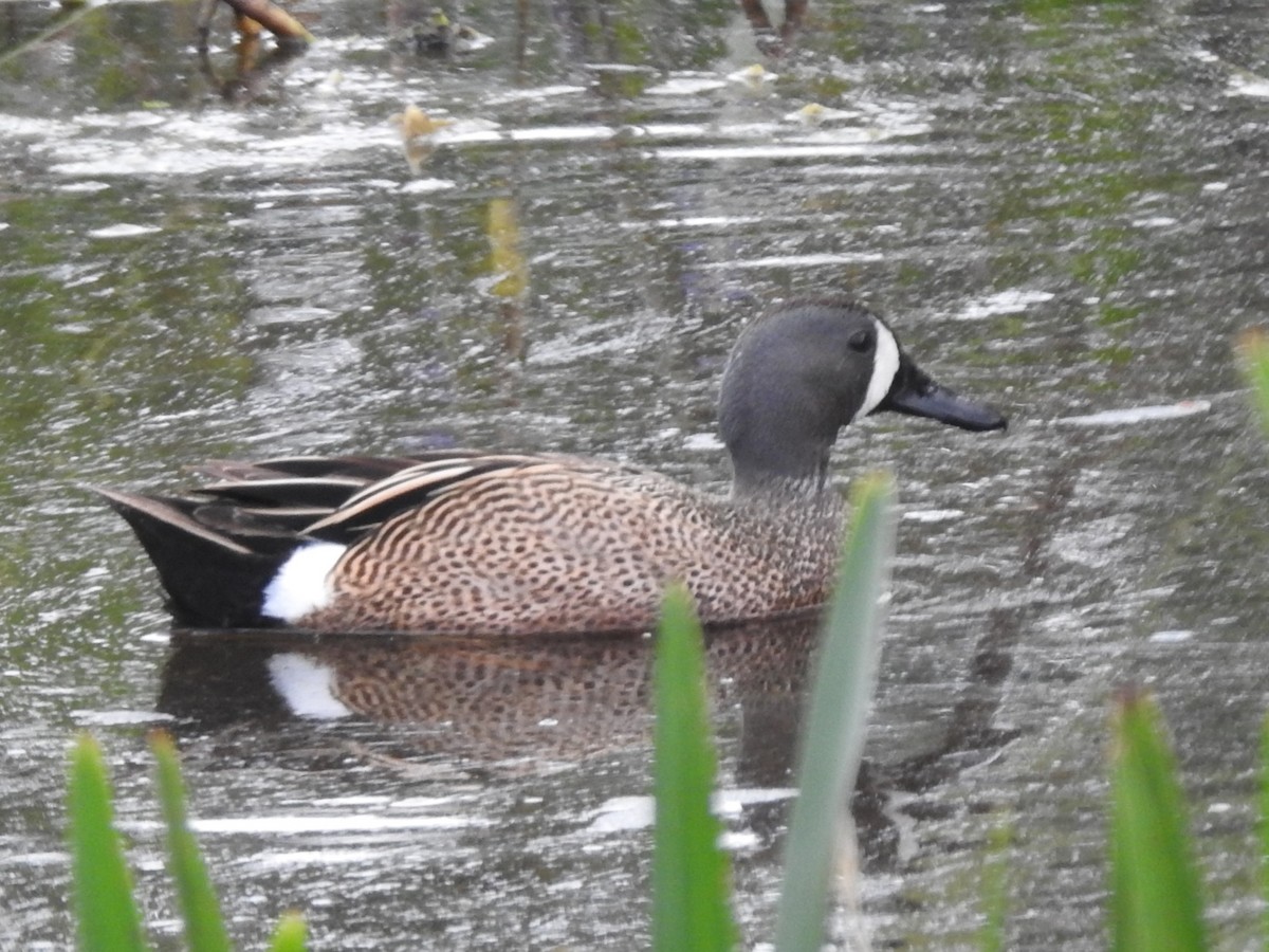 Blue-winged Teal - ML617244918