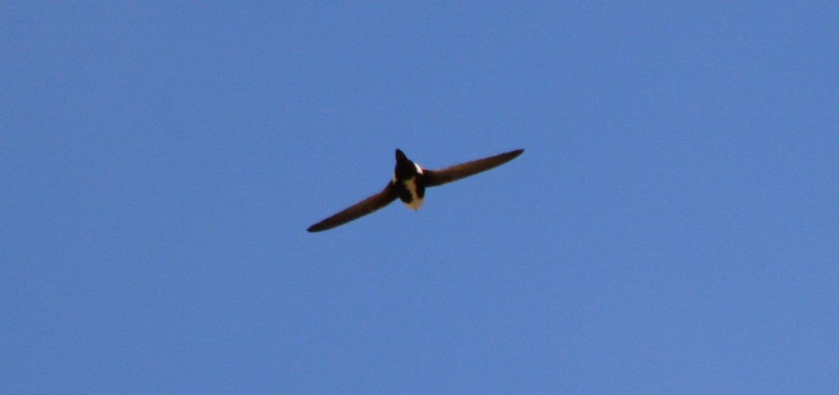 White-throated Swift - Cathy Carlson