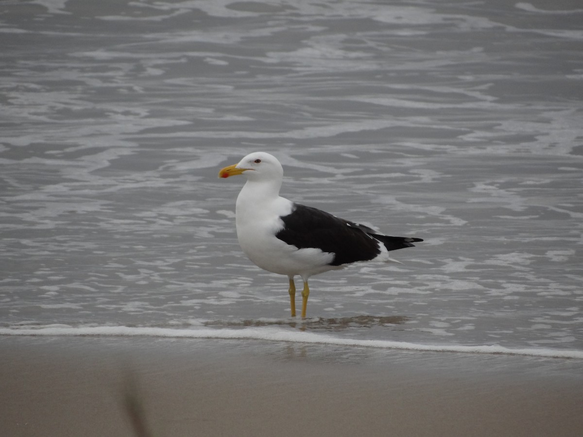 Kelp Gull - ML617245018